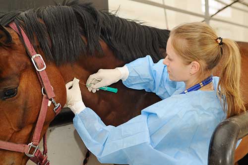 Equine Veterinarian