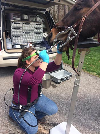 Equine Dentistry