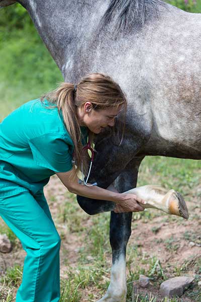 Equine Veterinarian KY