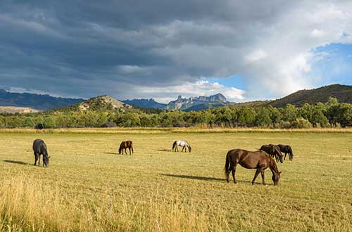 Equine Reproduction SErvices