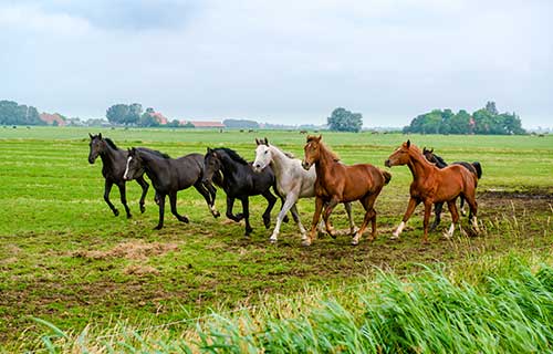 Equine Vet Services