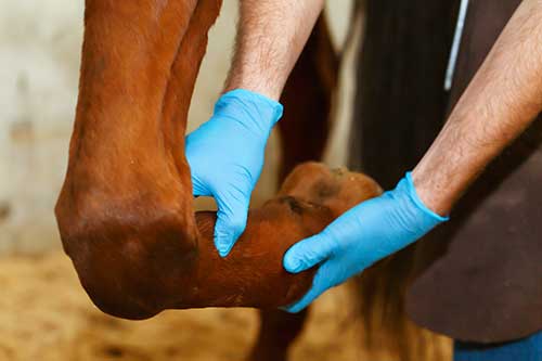 Horse Vet